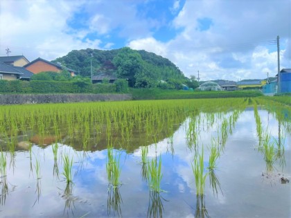 &#039;&#039; 田植え体験&#039;&#039; をとおして『食』づくりを学ぶ