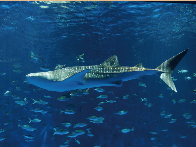 かごしま水族館