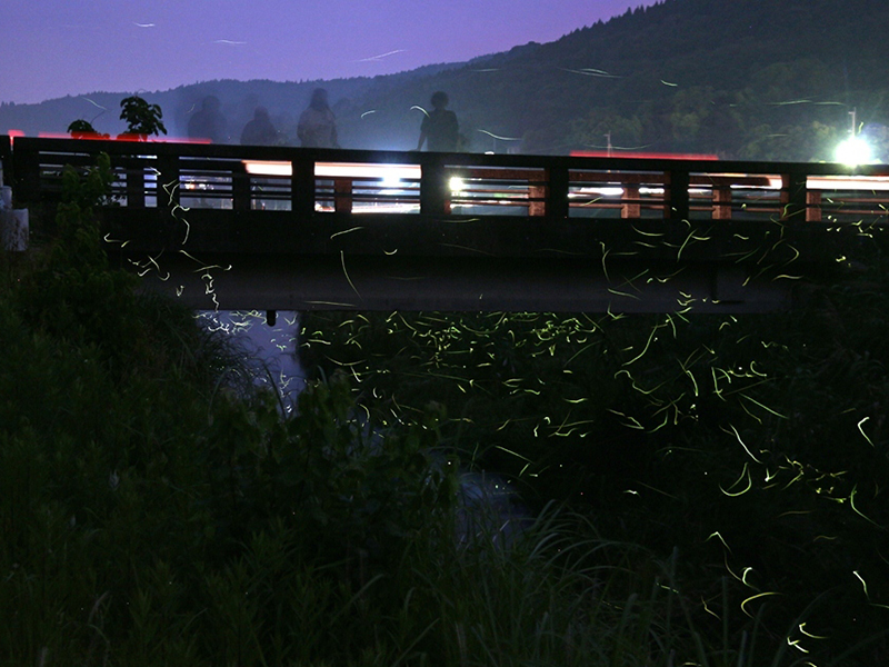 【夏】荒川ほたるでナイト