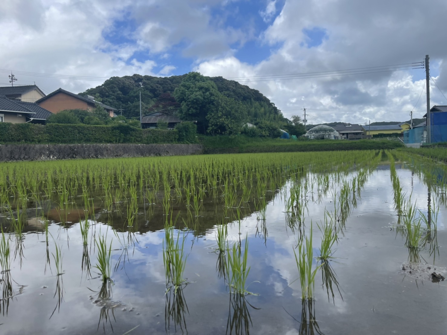 【田植え後の田んぼ】