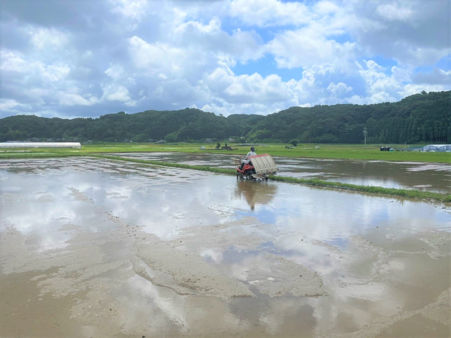 【東市来町にある田んぼ】