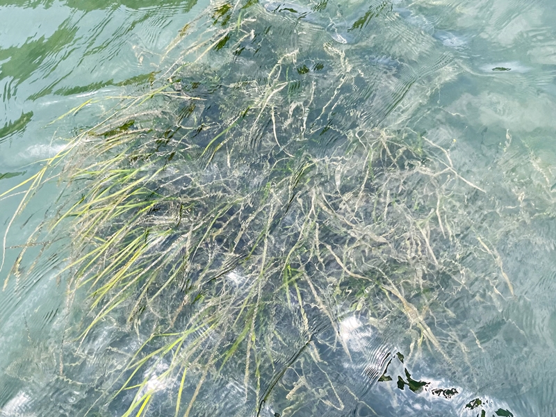 著しく成長し、水面まで伸びた株
