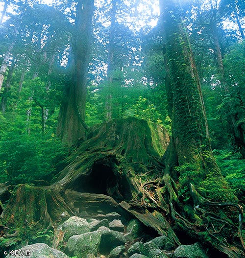 YAKUSHIMA