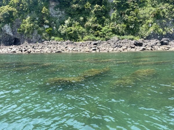 ブルーカーボンプロジェクト「山川の海のゆりかごを守る会」