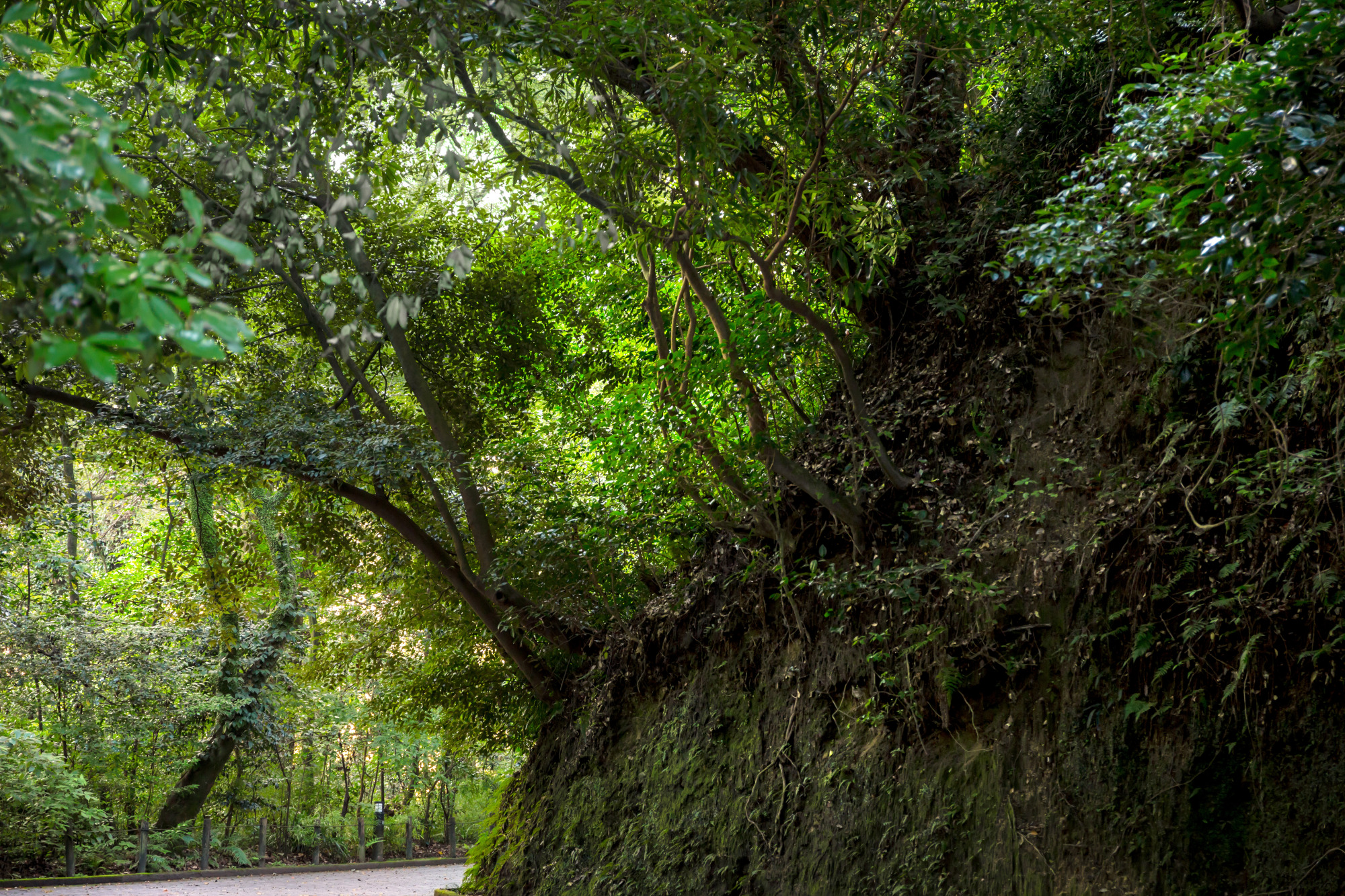 「山城・城山が面白い！」連載第5弾