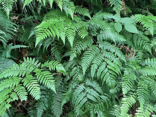 希少なシロヤマシダ。城山の森の中は、シダ植物の宝庫!