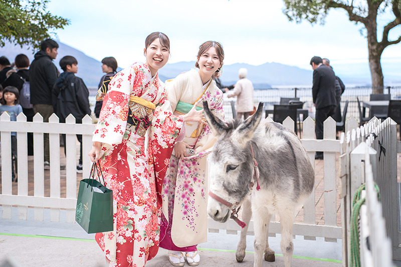 ロバとの触れ合い